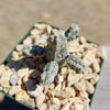 Astrophytum myriostigma huboki