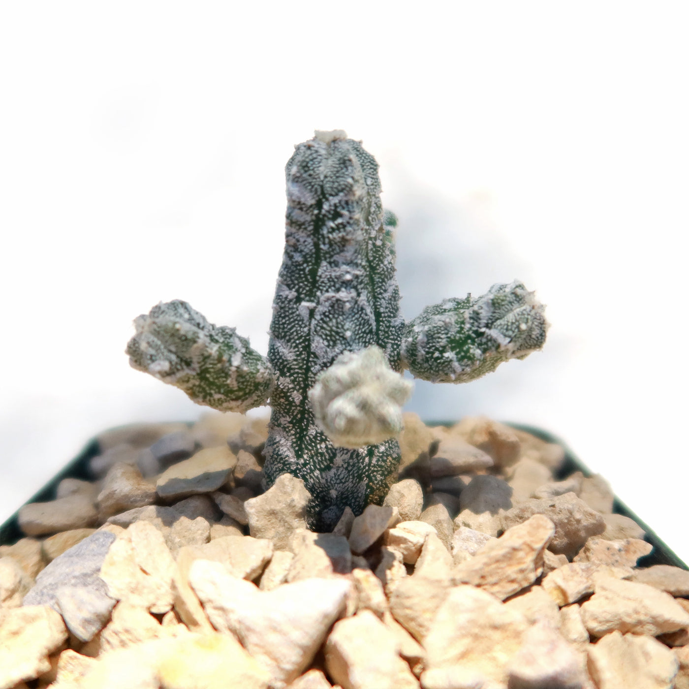 Astrophytum myriostigma huboki