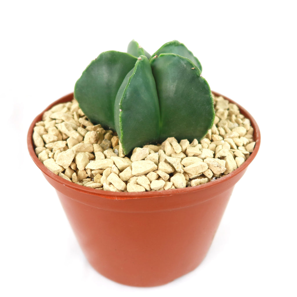 Astrophytum myriostigma var. nudum