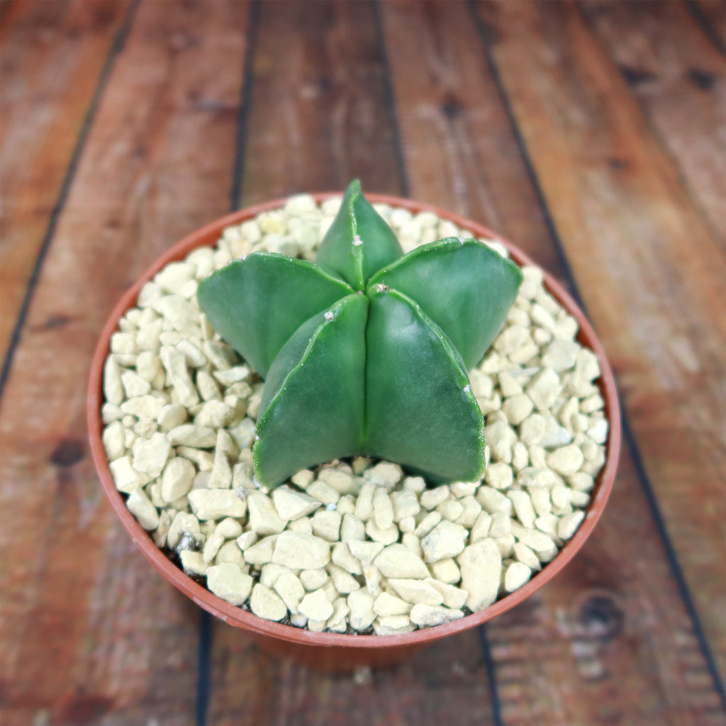 Astrophytum myriostigma var. nudum