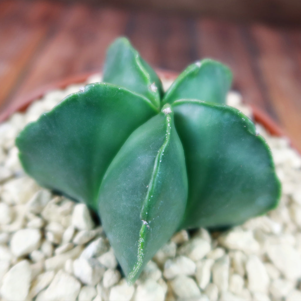 Astrophytum myriostigma var. nudum