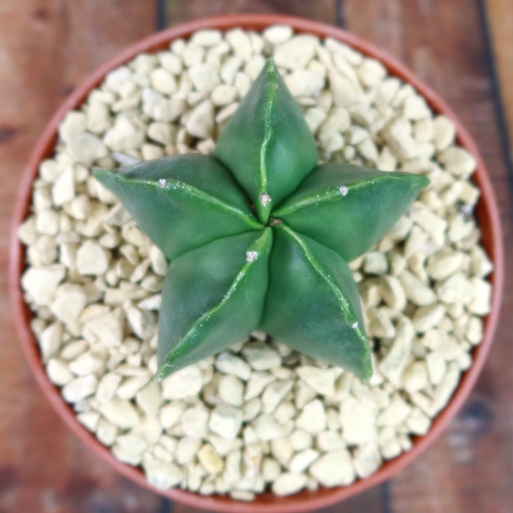 Astrophytum myriostigma var. nudum