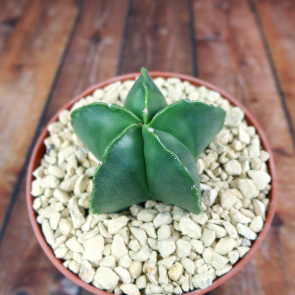 Astrophytum myriostigma var. nudum