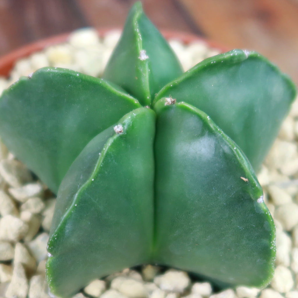 Astrophytum myriostigma var. nudum