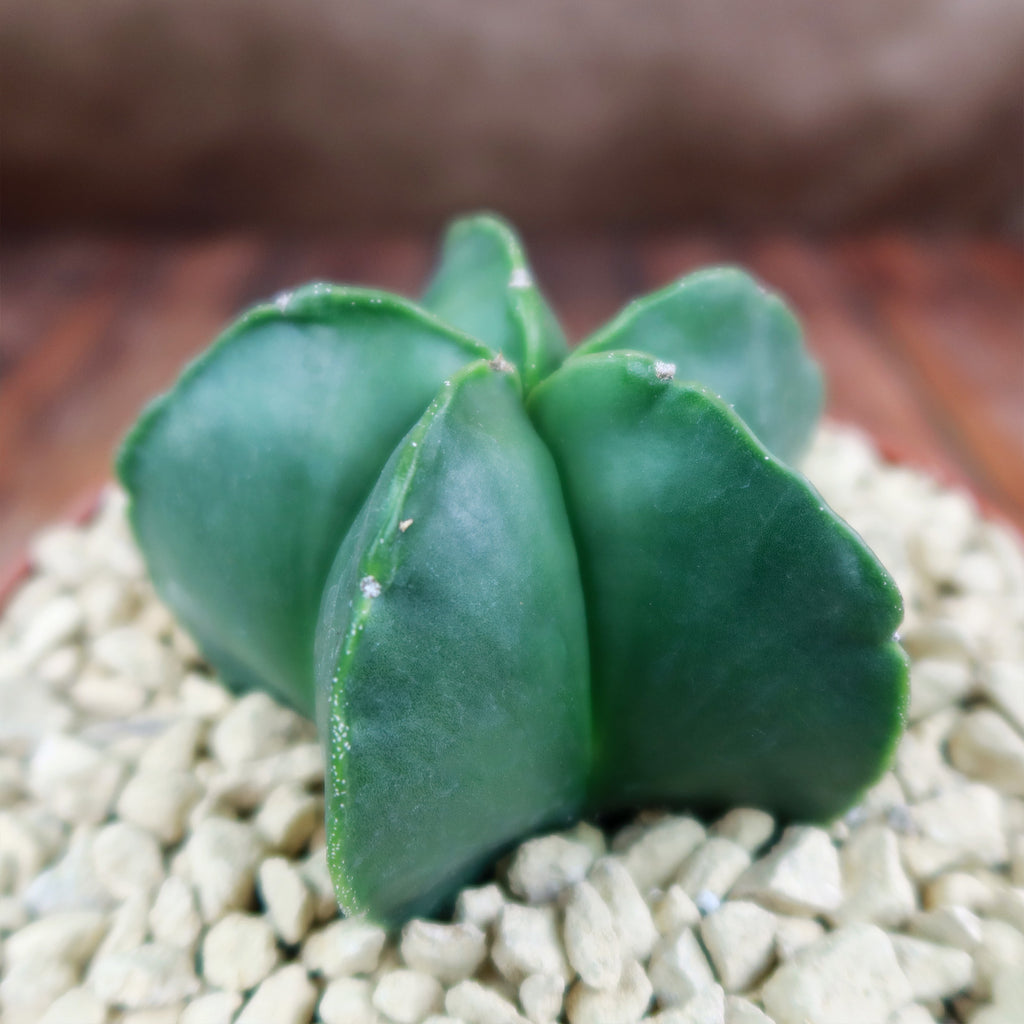 Astrophytum myriostigma var. nudum