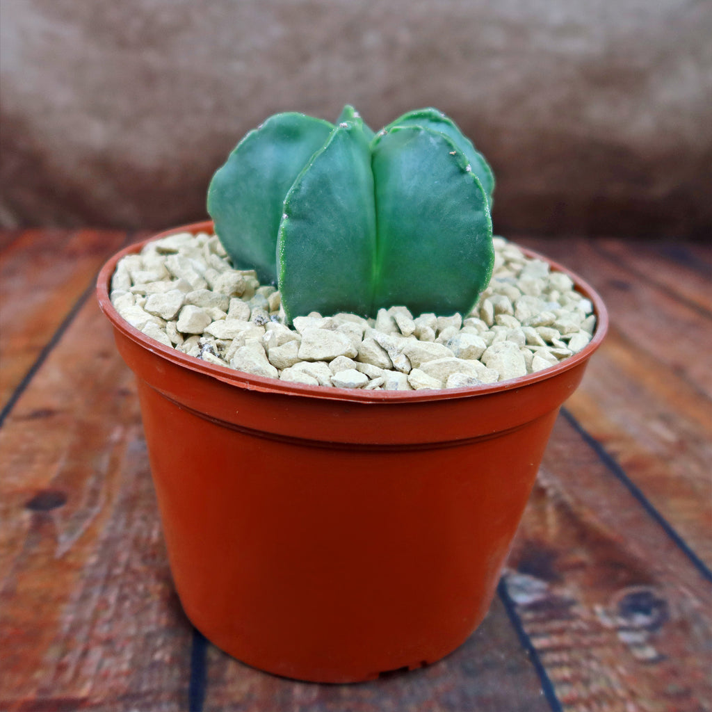 Astrophytum myriostigma var. nudum