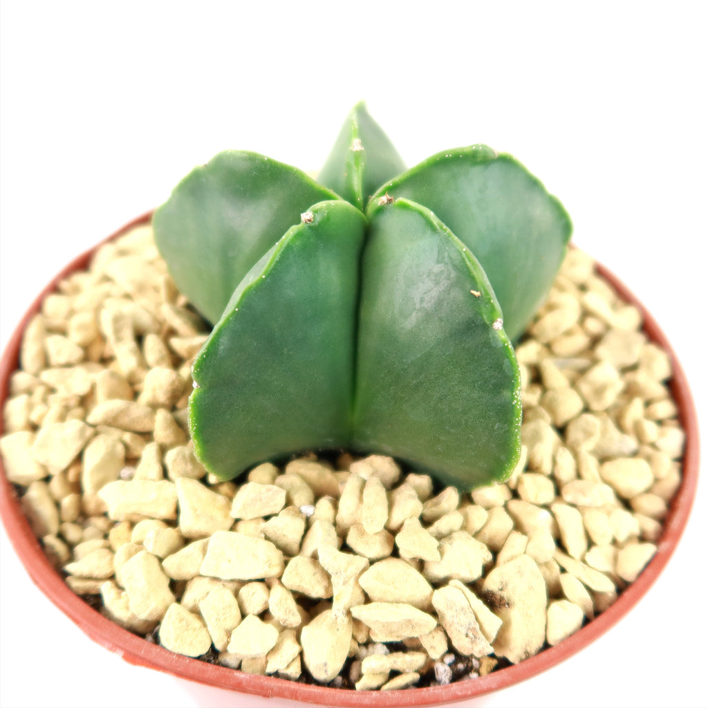 Astrophytum myriostigma var. nudum