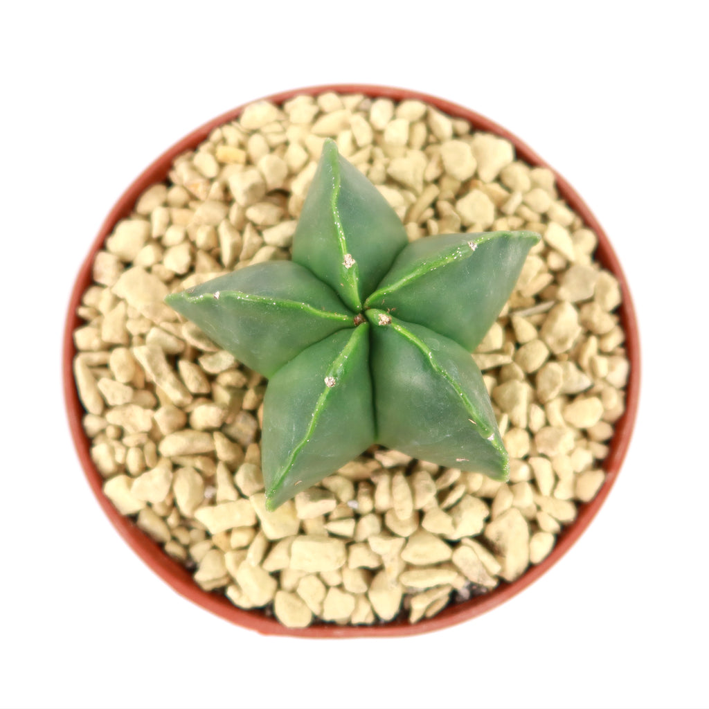 Astrophytum myriostigma var. nudum