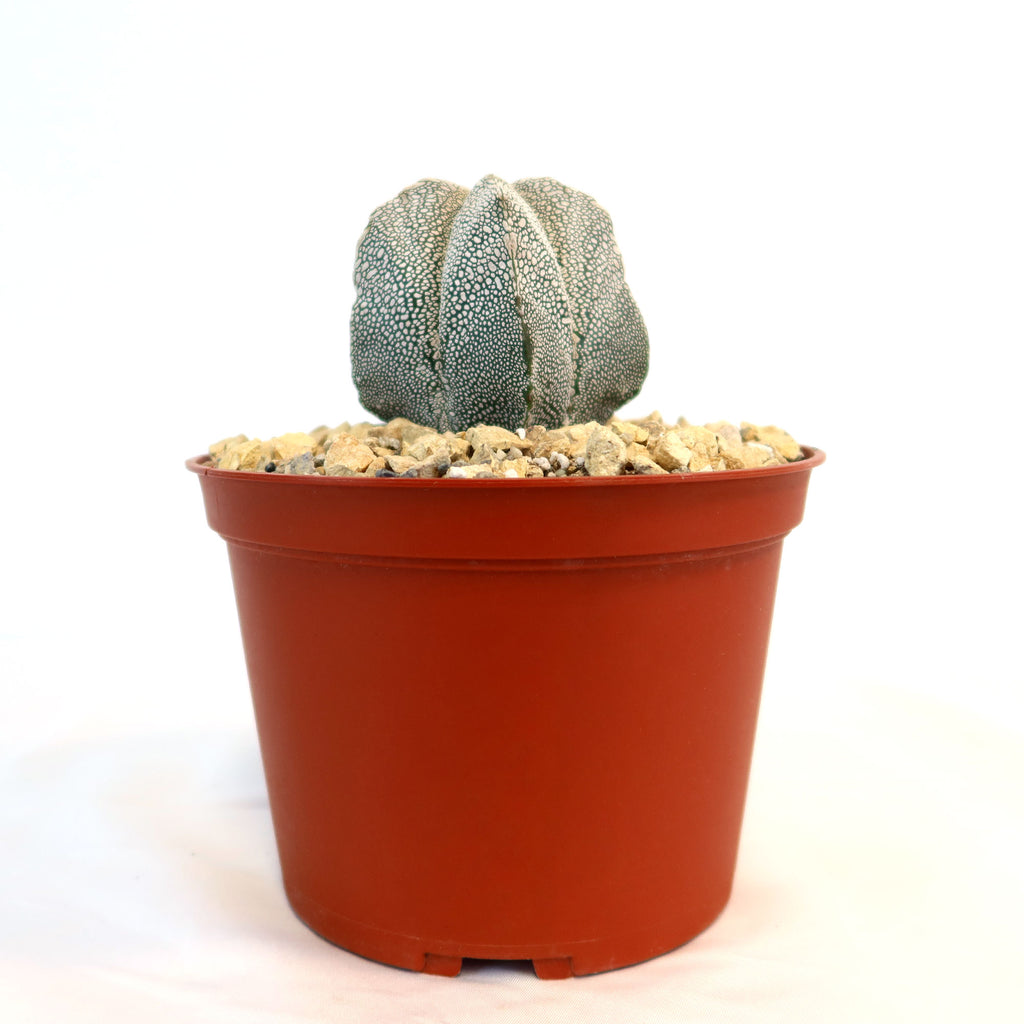 Astrophytum onzuka