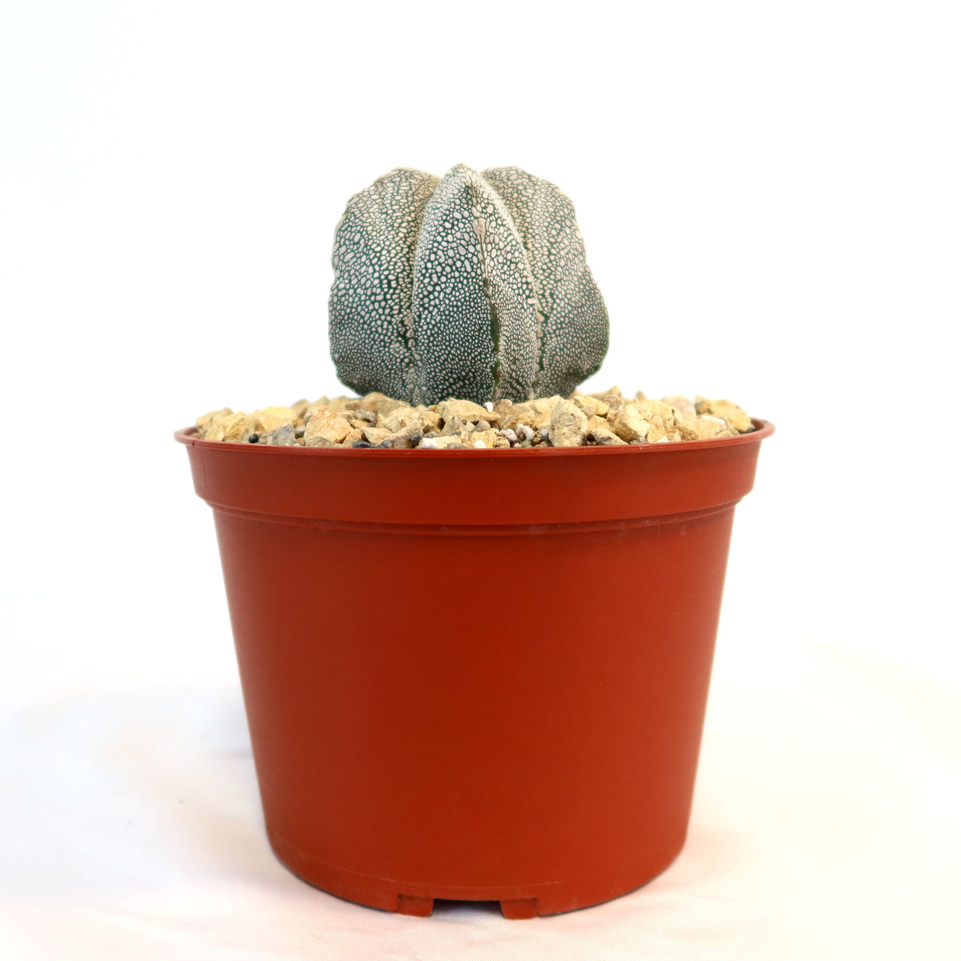 Astrophytum onzuka – Planet Desert