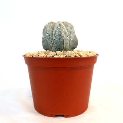 Astrophytum onzuka 4