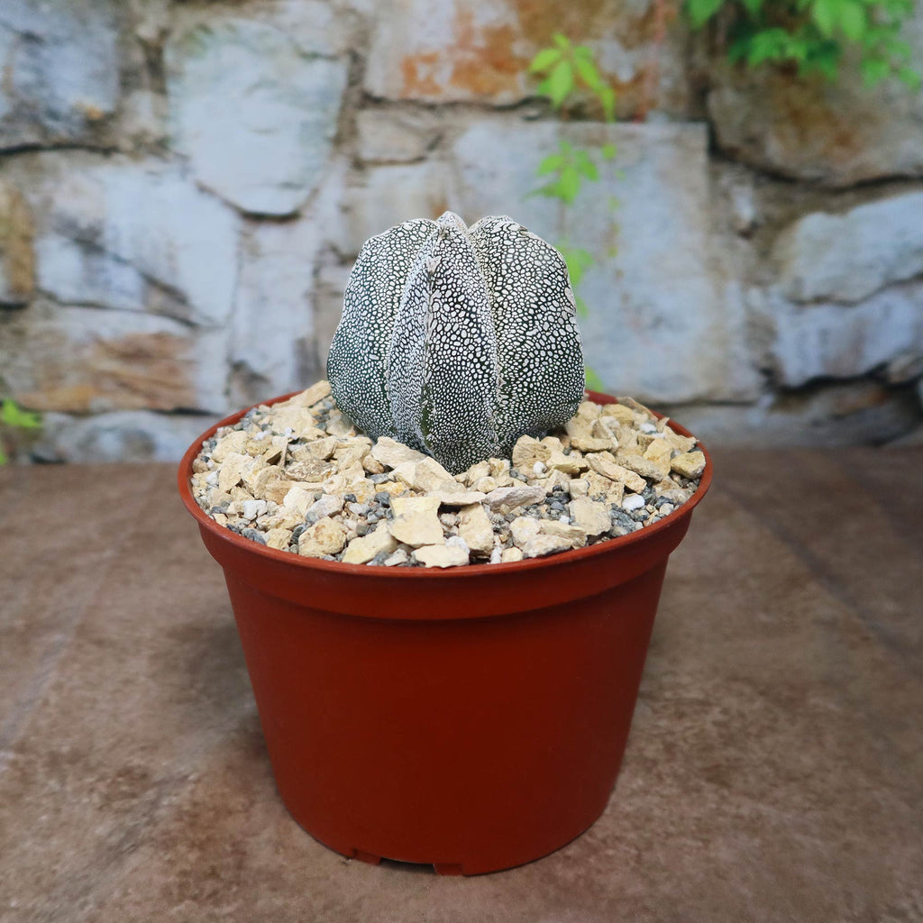 Astrophytum onzuka