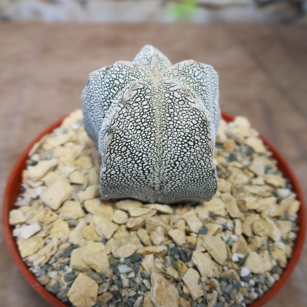 Astrophytum onzuka