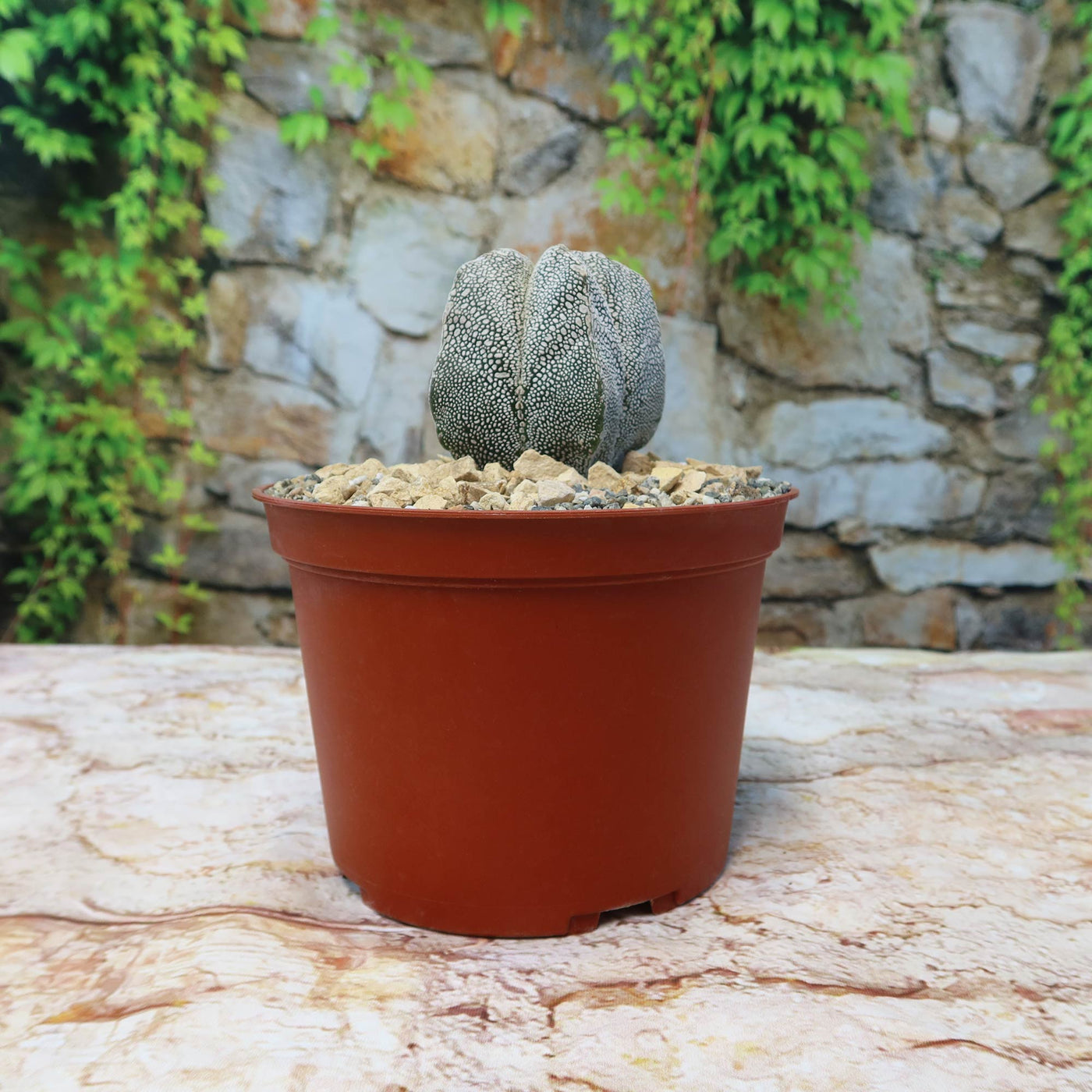 その他 OZWRT Spirit of Astrophytum OZWRT (オズワート) Spirit of Astrophytum 【公式通販】