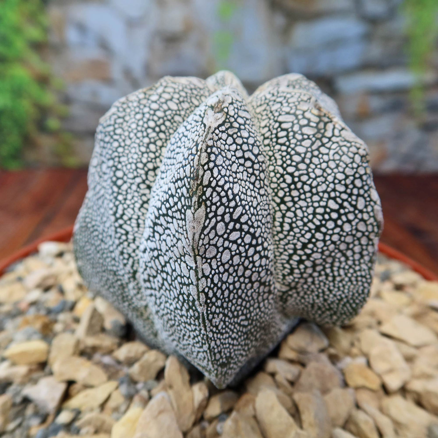 Astrophytum onzuka – Planet Desert