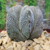 Astrophytum onzuka