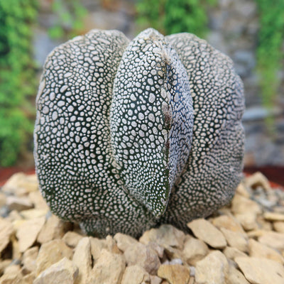 Astrophytum onzuka – Planet Desert