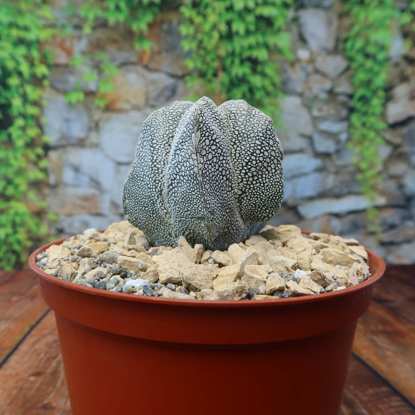 Astrophytum onzuka – Planet Desert