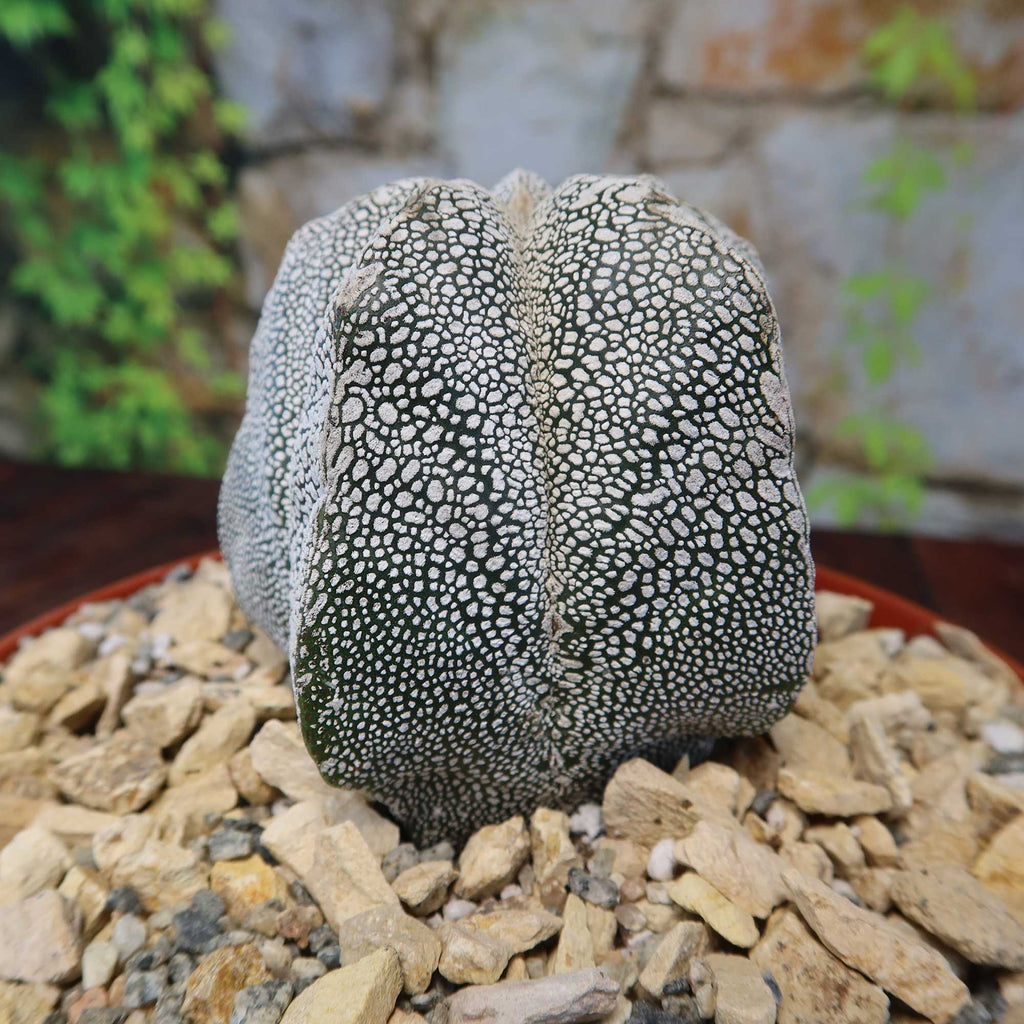 Astrophytum onzuka