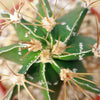 Astrophytum ornatum metztitlan