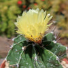 Astrophytum ornatum metztitlan