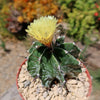 Astrophytum ornatum metztitlan