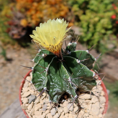 Astrophytum ornatum metztitlan