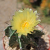 Astrophytum ornatum metztitlan