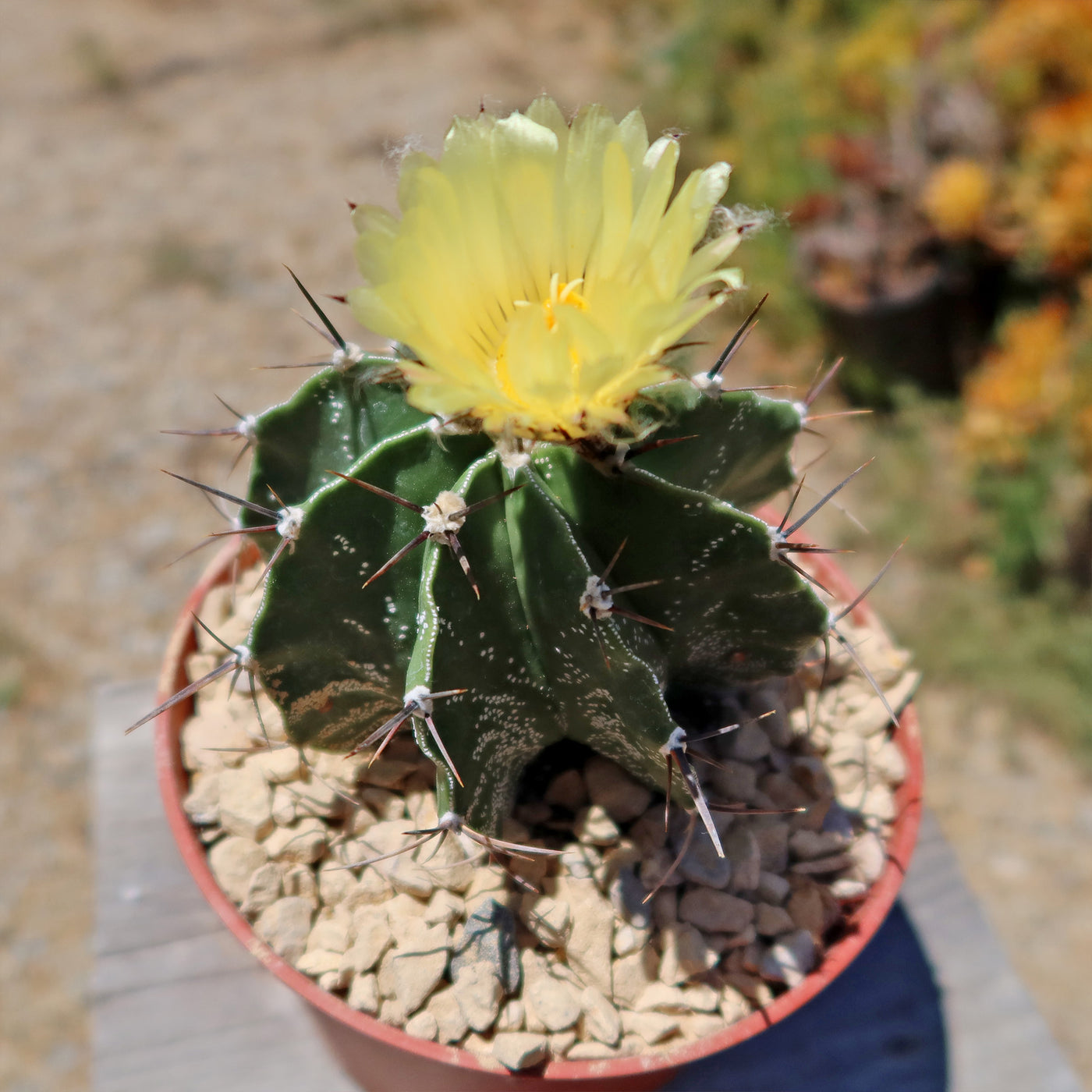 Astrophytum ornatum metztitlan