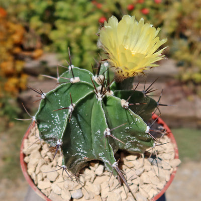 Astrophytum ornatum metztitlan