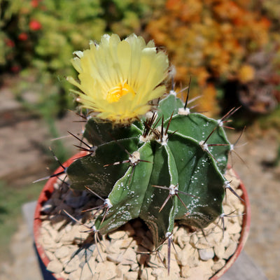 Astrophytum ornatum metztitlan