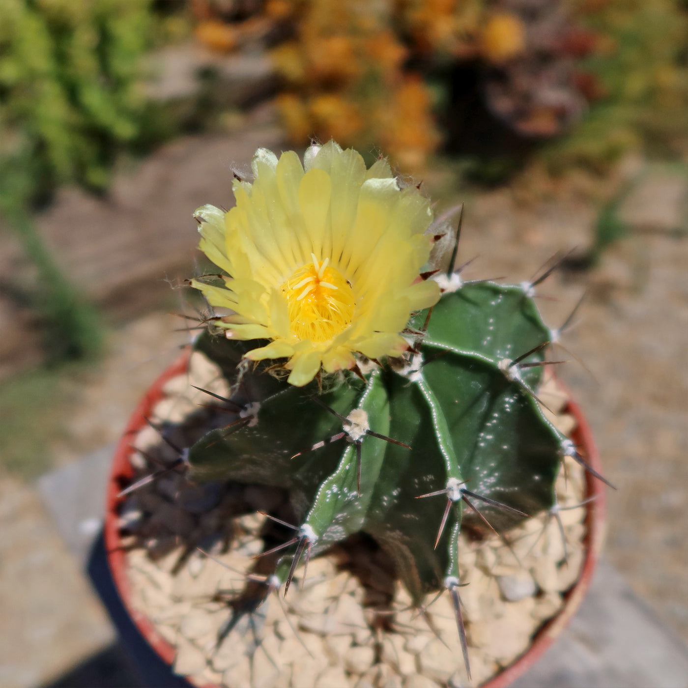 Astrophytum ornatum metztitlan