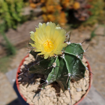 Astrophytum ornatum metztitlan