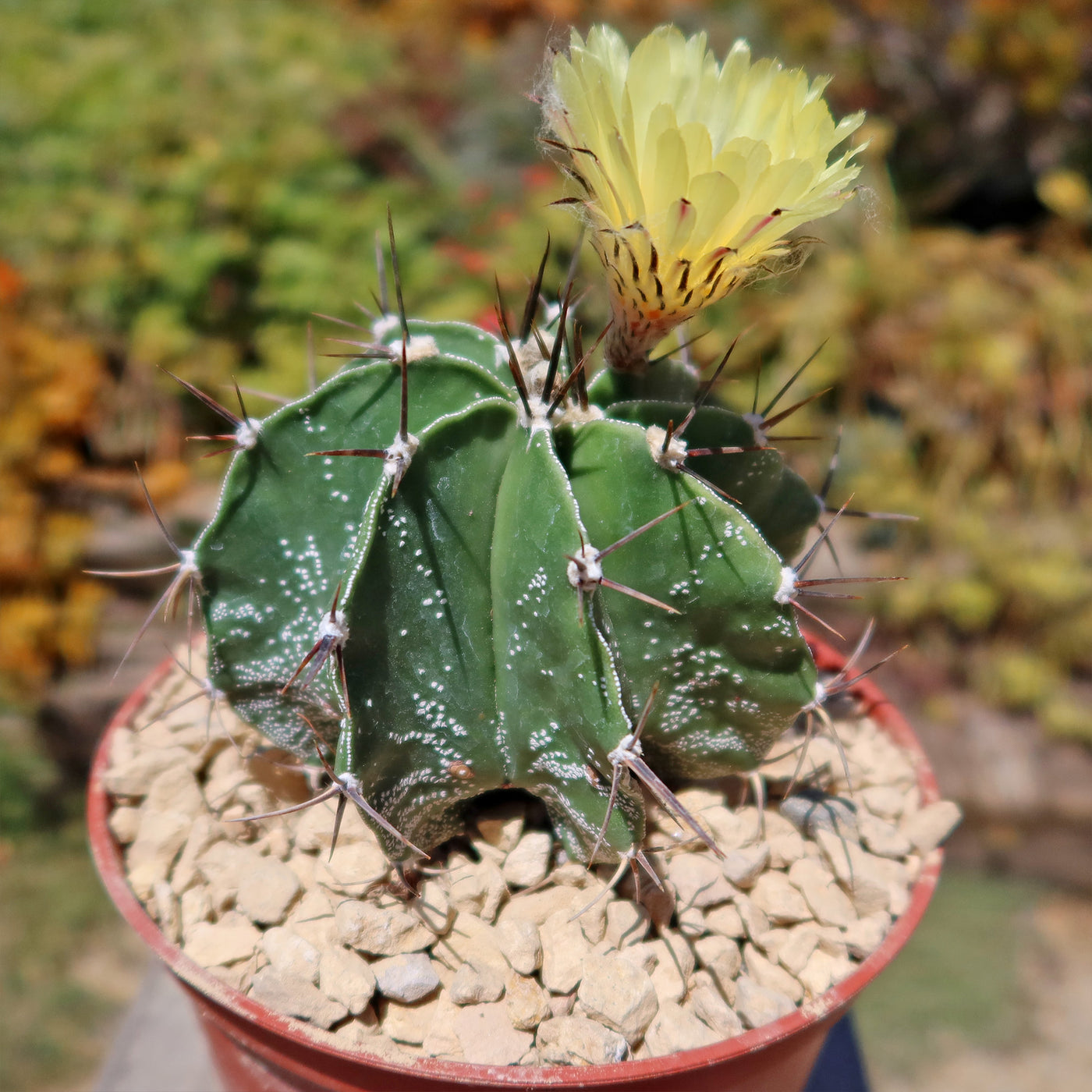 Astrophytum ornatum metztitlan