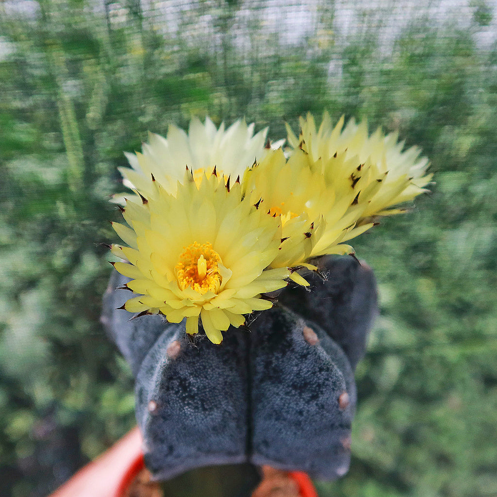 Grafted Astrophytum myriostigma