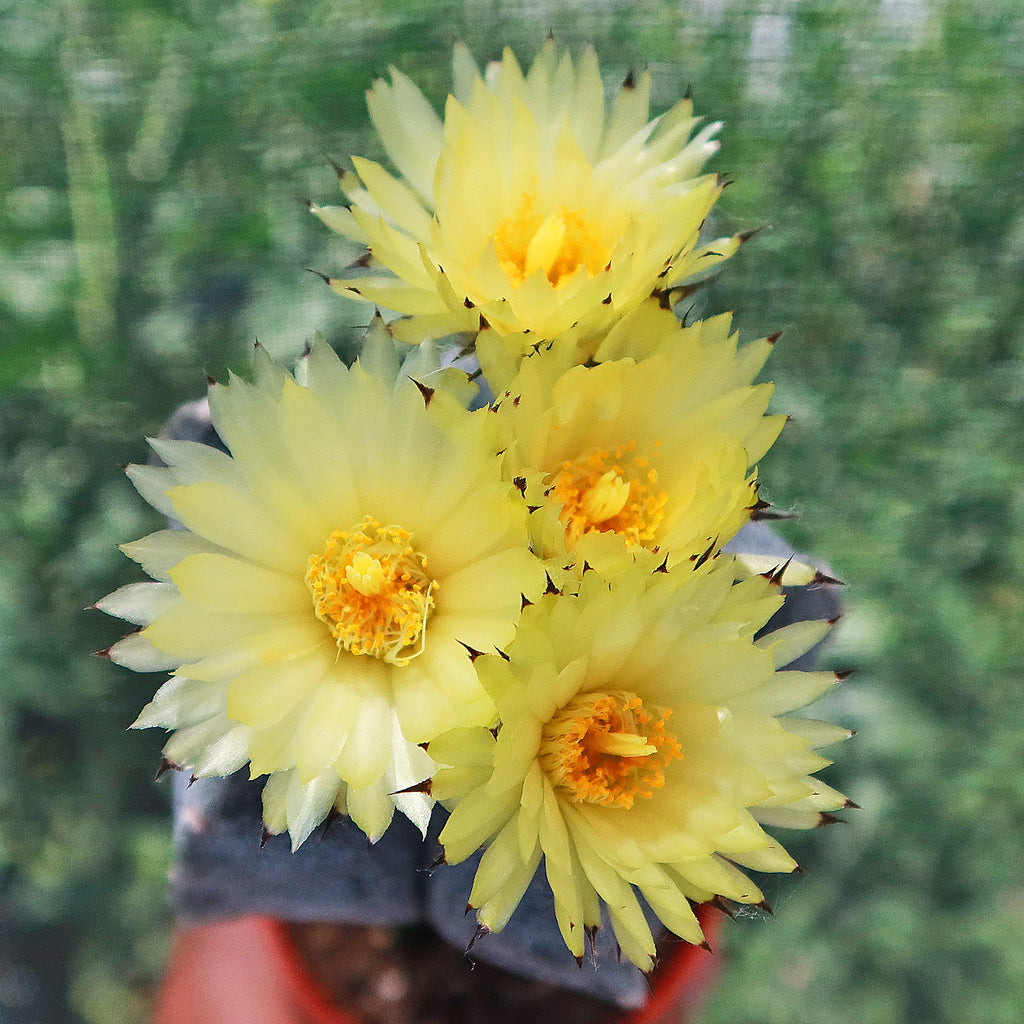 Grafted Astrophytum myriostigma