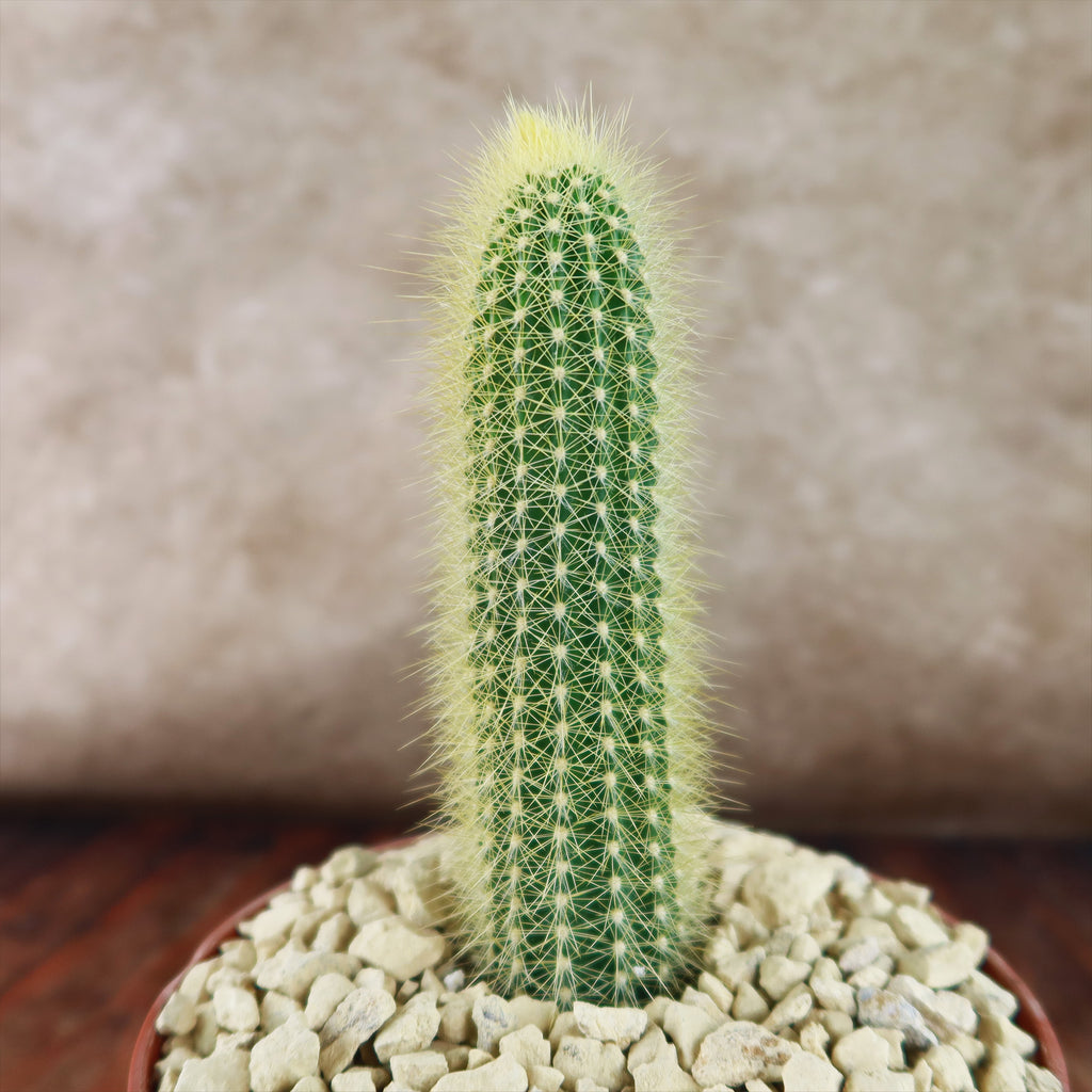 Austrocephalocereus estevesii