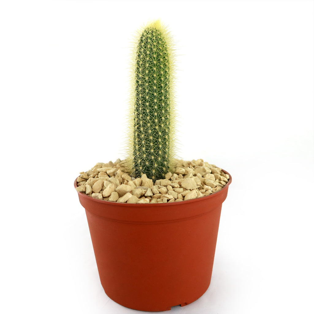 Austrocephalocereus estevesii