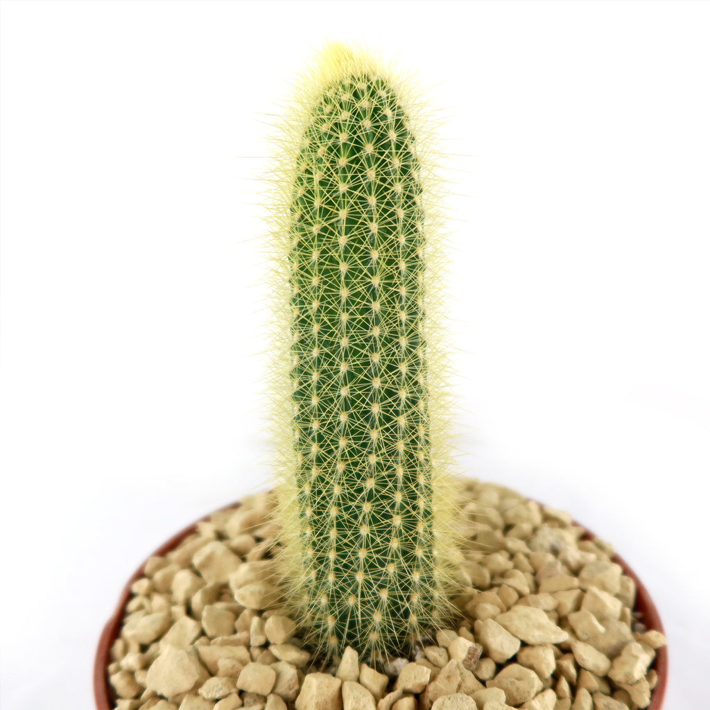 Austrocephalocereus estevesii