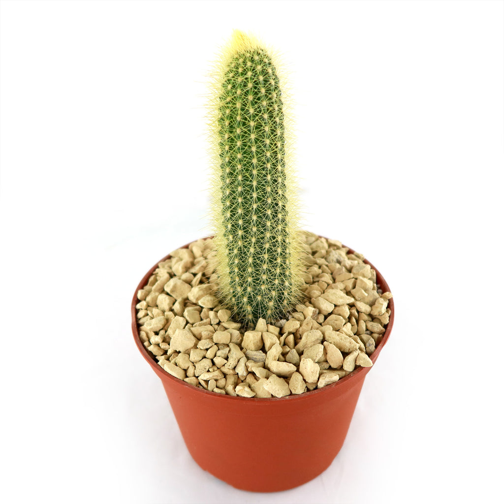 Austrocephalocereus estevesii