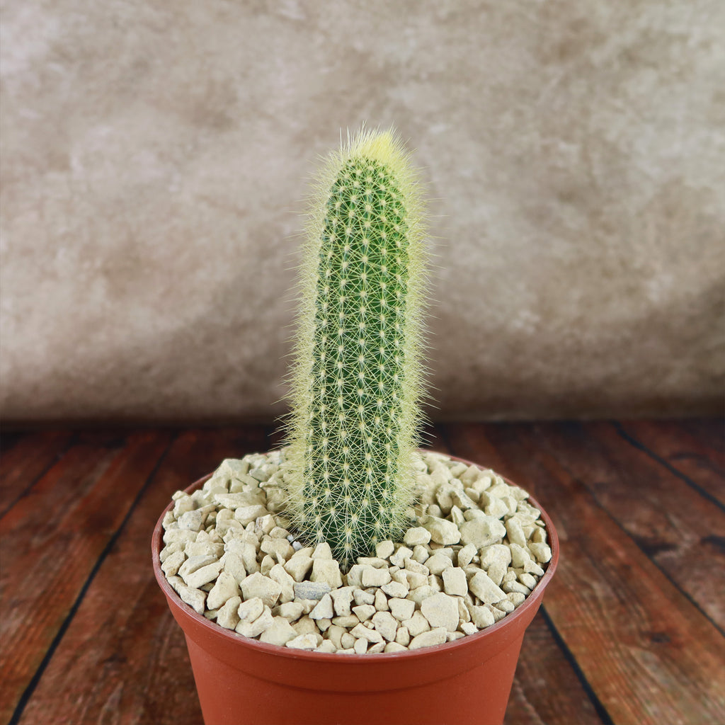 Austrocephalocereus estevesii