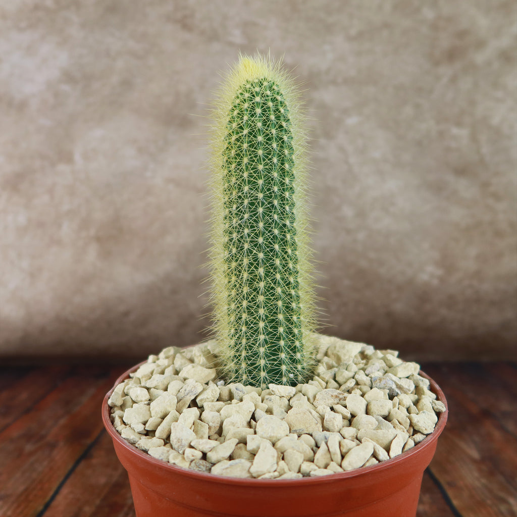 Austrocephalocereus estevesii