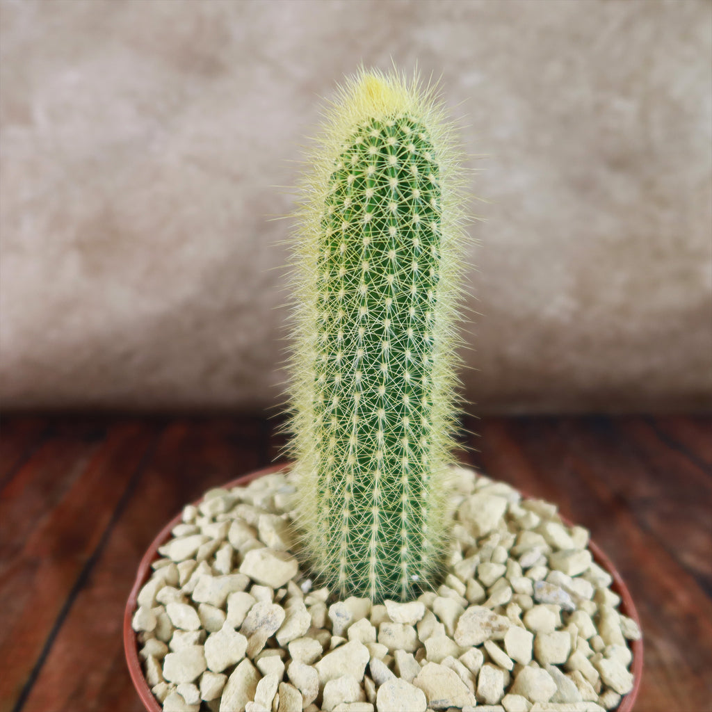 Austrocephalocereus estevesii