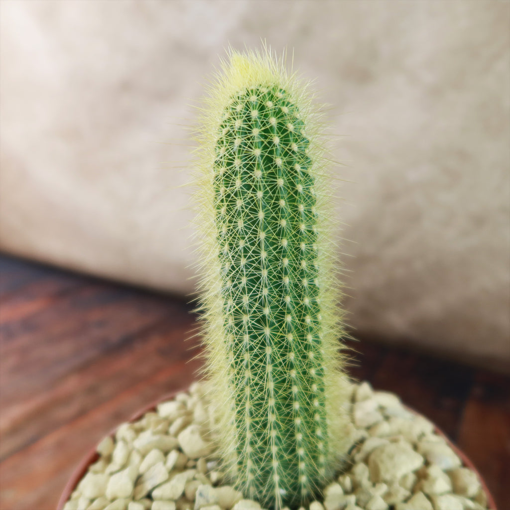 Austrocephalocereus estevesii