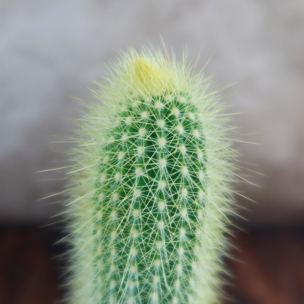 Austrocephalocereus estevesii