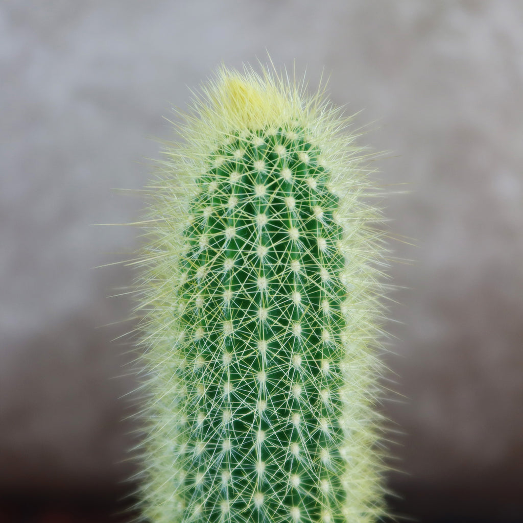 Austrocephalocereus estevesii