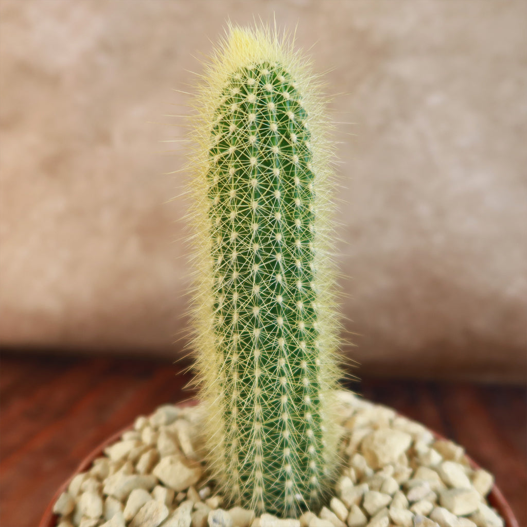 Austrocephalocereus estevesii