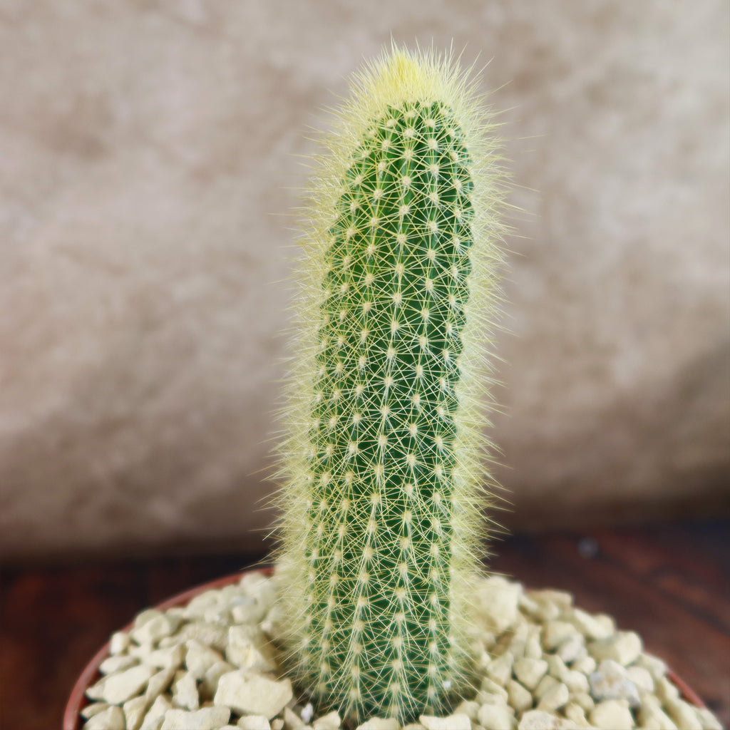 Austrocephalocereus estevesii