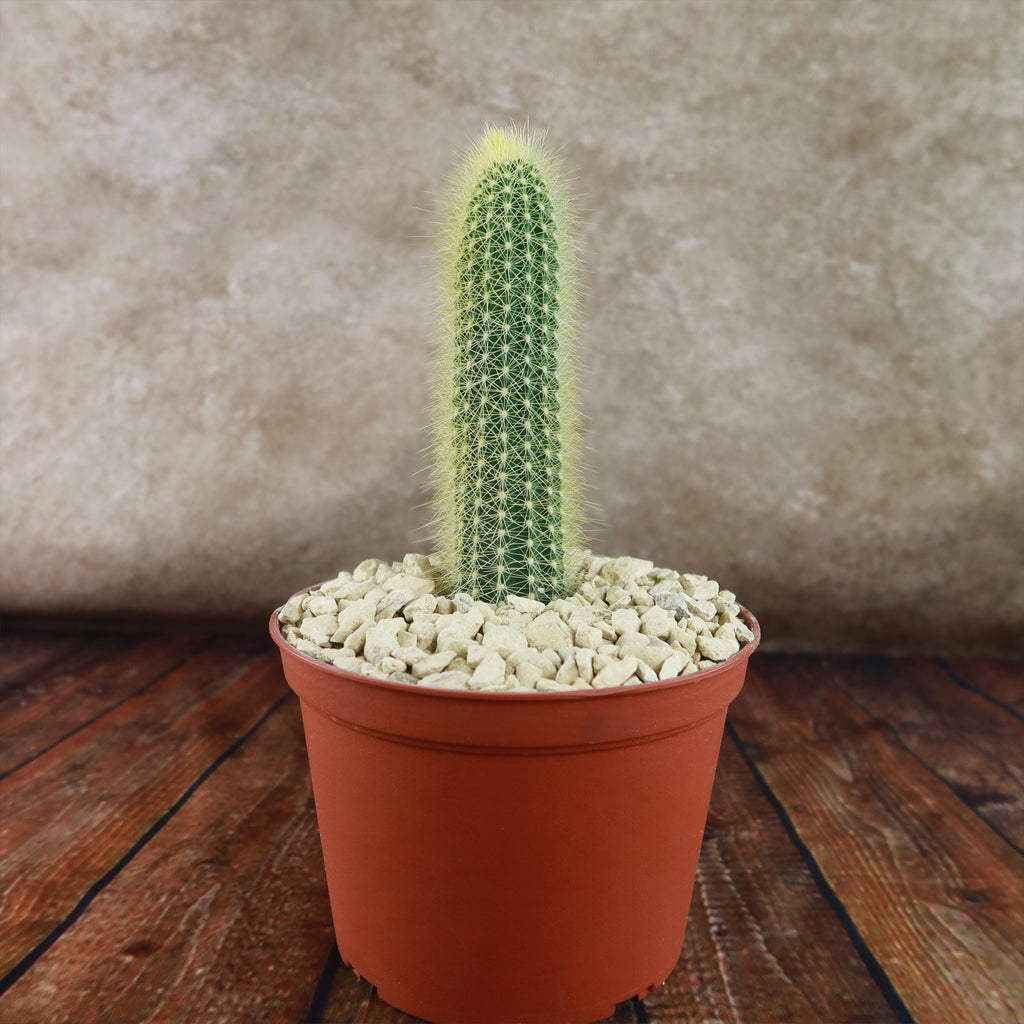 Cactus Esotico Con Le Ghirlande Dei Fiori Rossi Immagine Stock Cactus Esotico Con Le Ghirlande Dei Fiori Rossi Image8686791 - Foto 4