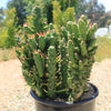 Austrocylindropuntia subulata monstrose &